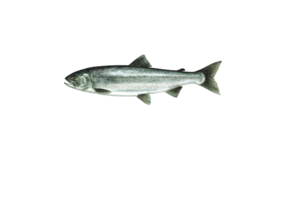 Kokanee fish illustration