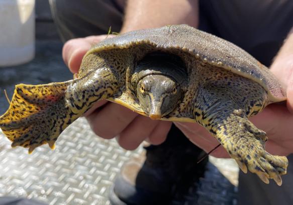 spiny softshell turtle being held by by Wyoming Game and Fish employee