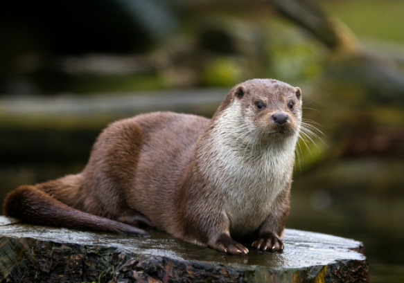 river otter on a rock in the water