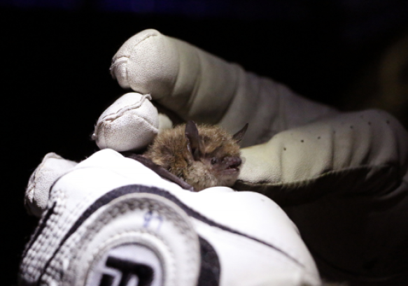 little brown bat held with gloved hands