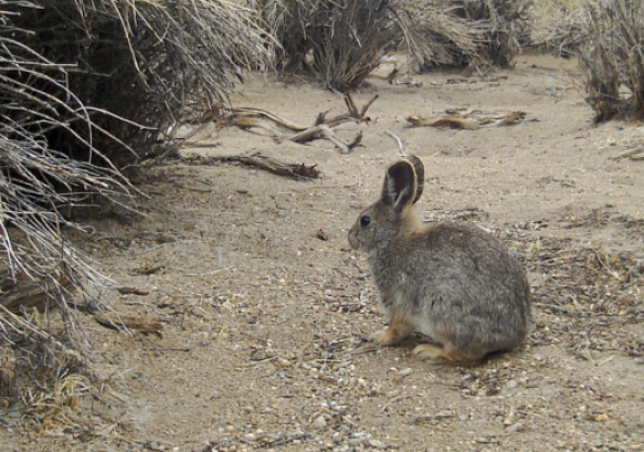 Pygmy rabbit near sage brush