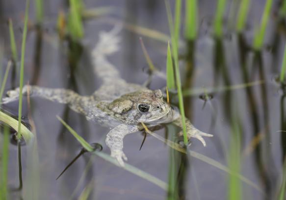 Wyoming toad laying in water