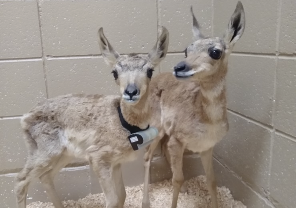 Two captive pronghorn fawns and one is wearing a GPS collar
