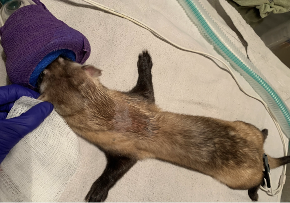 A wildlife vet works with a black-footed ferret