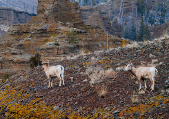Two bighorn sheep ewes walking on a ridge with a pyramid-shaped rock formation in the background near Cody, Wyoming