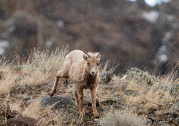 A bighorn sheep lamb comes down a rock as snowflakes are falling.