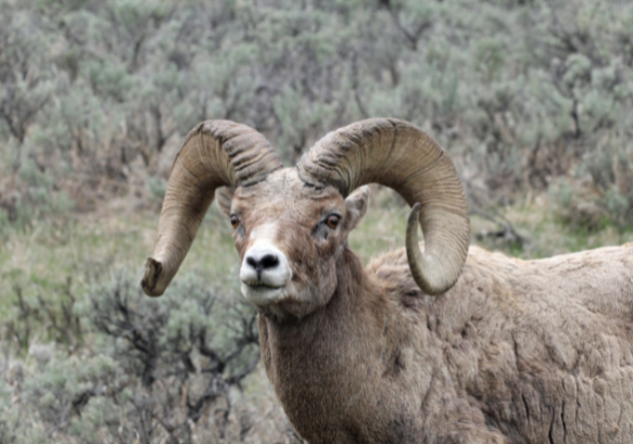 A bighorn sheep ram with large nearly-full-curl horns.