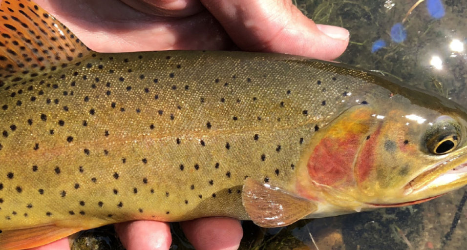 A closeup photo of a Yellowstone cutthroat trout, showing the fish's profile from the dorsal fin forward, being held just out of the water