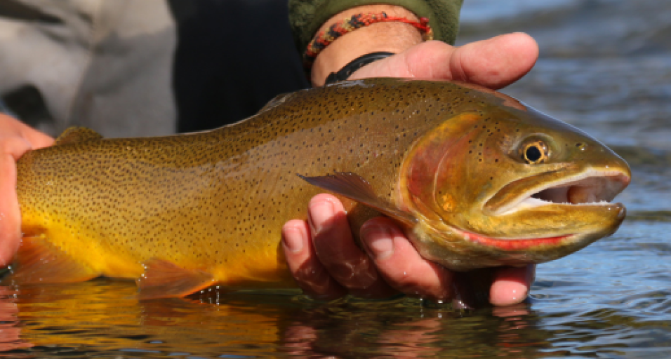 A closeup photo of an angler's hands holding a large Snake River cutthroat trout just above the water for a quick photo
