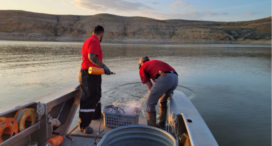 Fisheries biologist deploy nets on Flaming Gorge Reservior