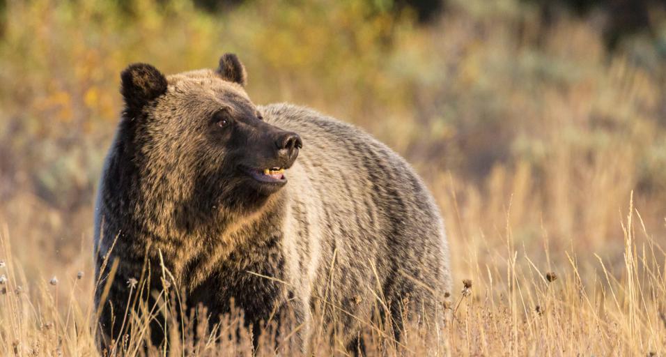A wild sub-adult grizzly bear grazing in a field at sunset in Grand Teton National Park (Wyoming).