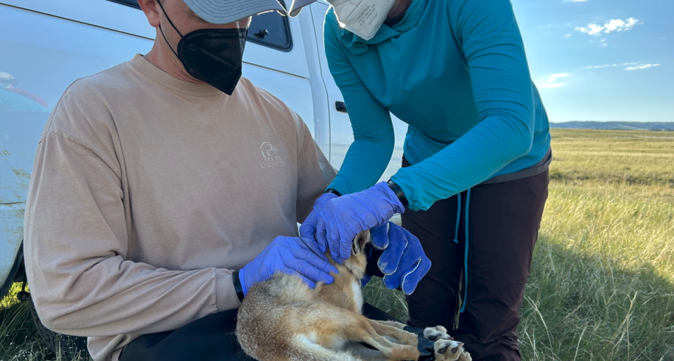 University of Wyoming researchers hold a swift fox while preparing it for transport