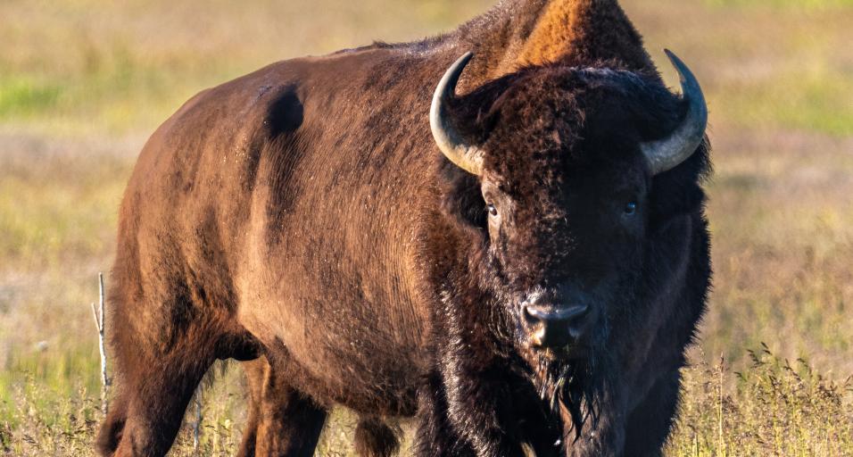 A large bison with horns