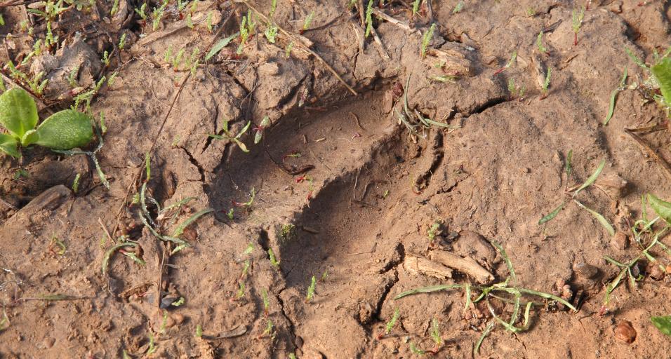 Mule deer track