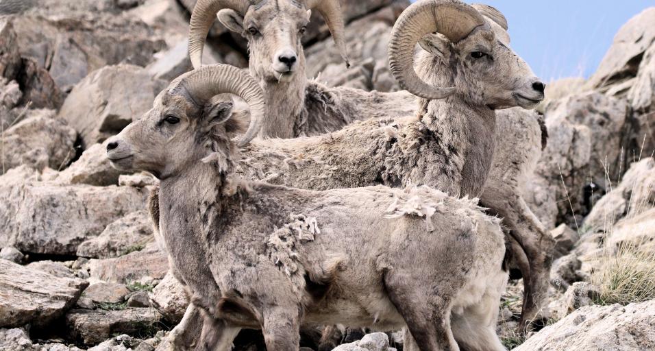 bighorn sheep at Whiskey Mountain