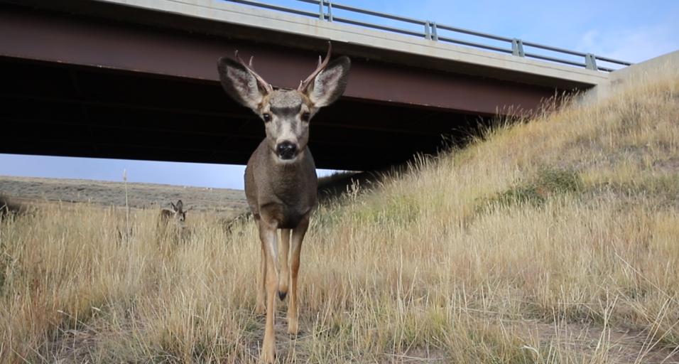 Mule deer buck using wildlife crossing underpass