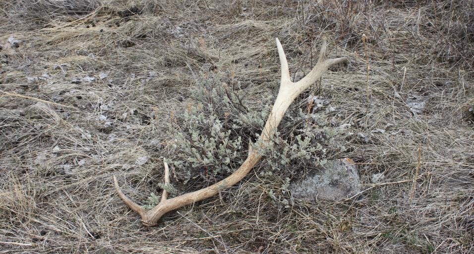 Single shed antler in grass