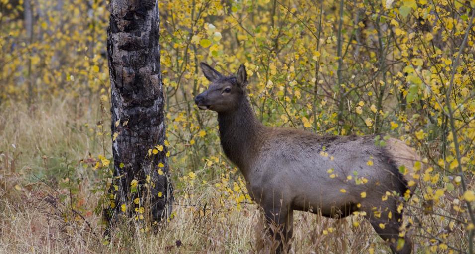 Elk in fall forest