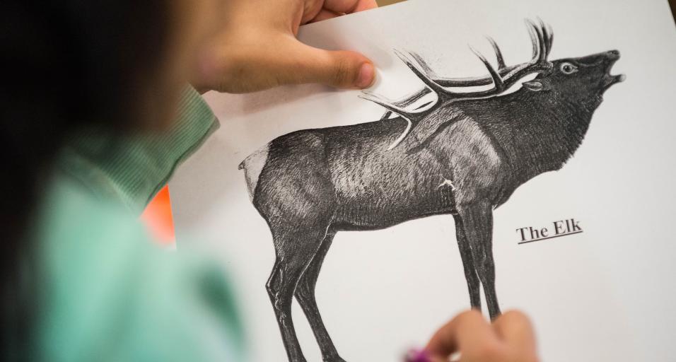Hunter Education, student looking at elk
