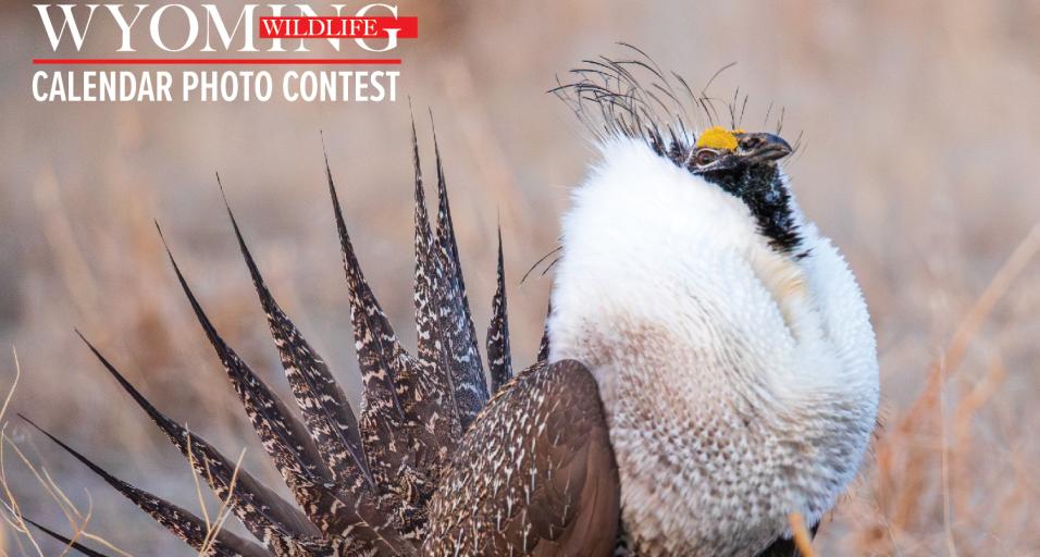 2024 Wyoming Wildlife calendar photo contest