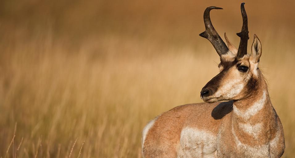 A photo of the profile of a buck pronghorn standing against a background of tall yellowish brown grass.