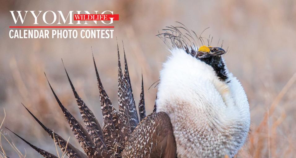 Wyoming Wildlife magazine photo contest
