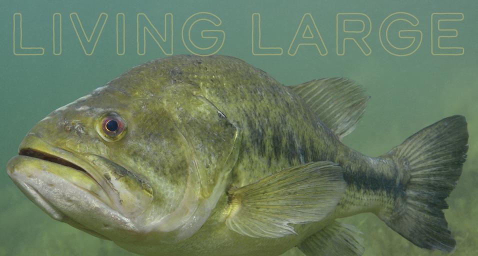 An underwater photo, with a predominantly green hue, of a largemouth bass appearing below a title featuring text that says "Living Large" at the top of the image.