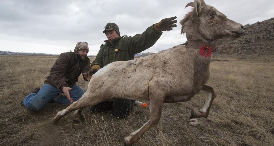 Biologists releasing bighorn sheep ewe