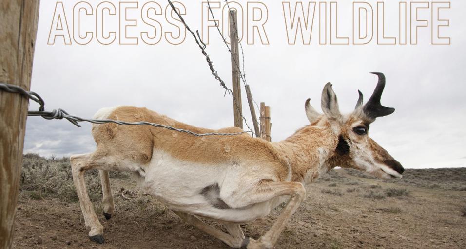 A photo of a buck pronghorn, from the side, ducking below the bottom wire of a wildlife-friendly fence. The image features the text, "Access for wildlife" in an outline font at the top. 