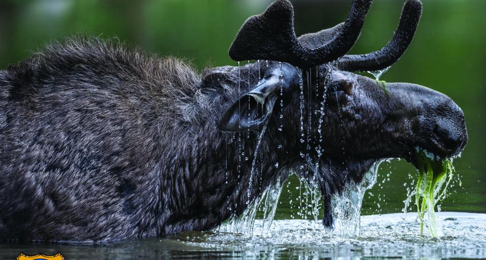 2025 Wyoming Wildlife calendar photo cover