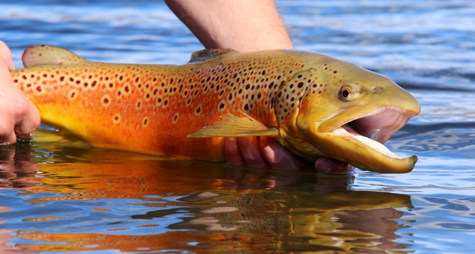 An angler holds a brown trout just above the water