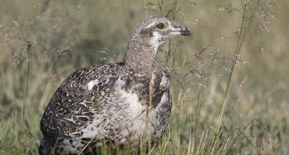 Sage grouse