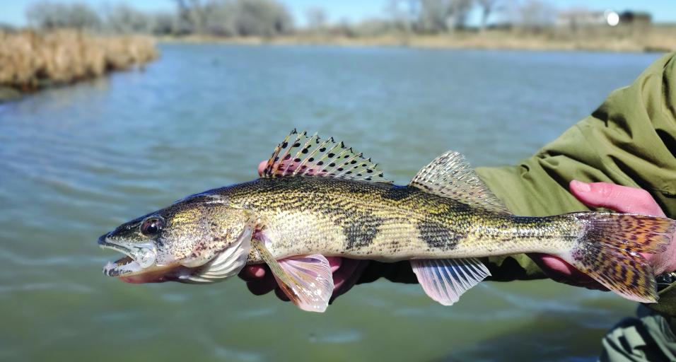 An angler holding a sauger out of the water for a photo with the North Platte River in the background