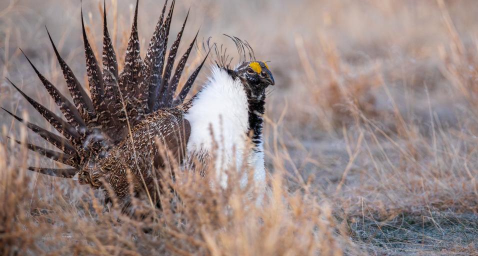 sage-grouse on lek