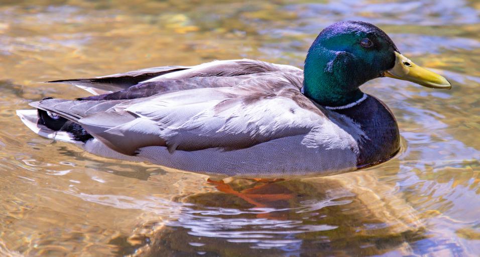 Mallard drake