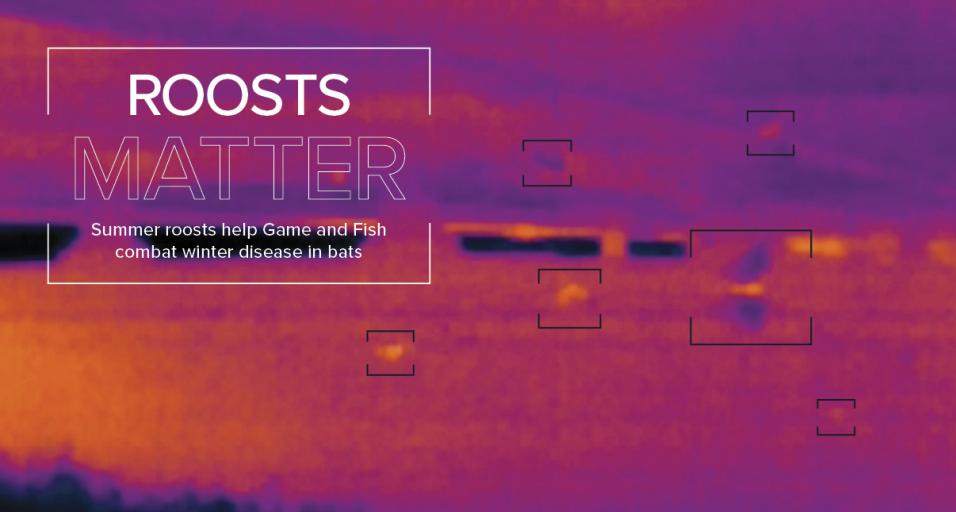 An infrared image highlighting orange spots with an outline of a black box to indicate bats. It has overlayed text that reads, "Roosts matter — summer roosts help Game and Fish combat winter disease in bats."