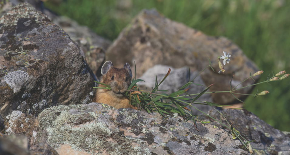 An American pika with grass in its mouth peering over a rock.