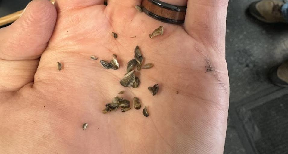 Zebra mussels in hand