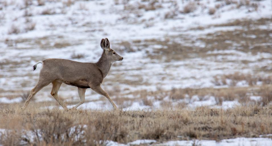 Mule deer Sybille Canyon