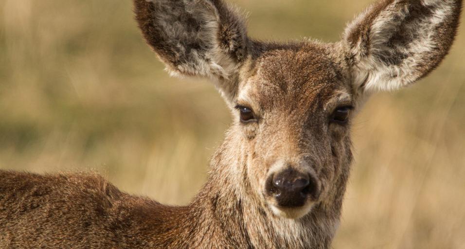 Mule deer 