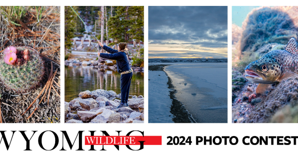2024 Wyoming Wildlife annual photo contest