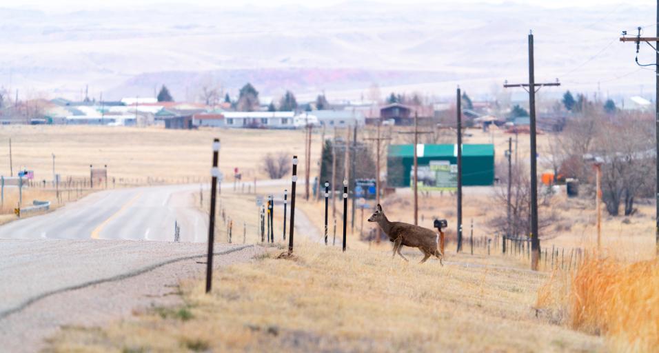 Doe deer by road
