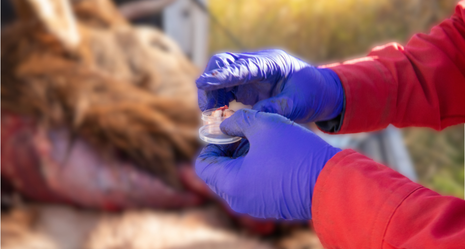 CWD found in new hunt area