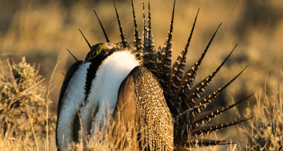 sage grouse