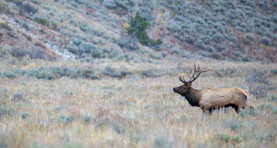 Bull elk