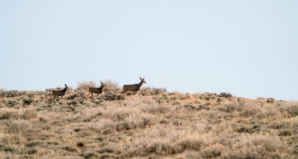 Mule deer travel across the landscape