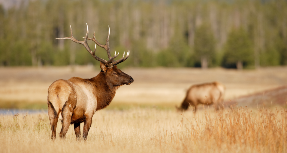 bull elk in Wyoming