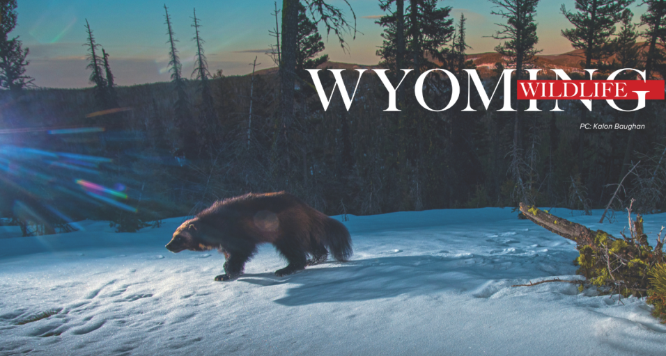 Wyoming Wildlife magazine — Collaborative Conservation first place article WPA