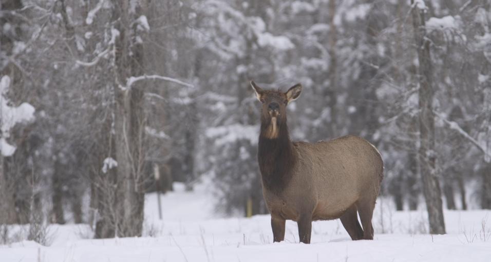 Winter cow elk