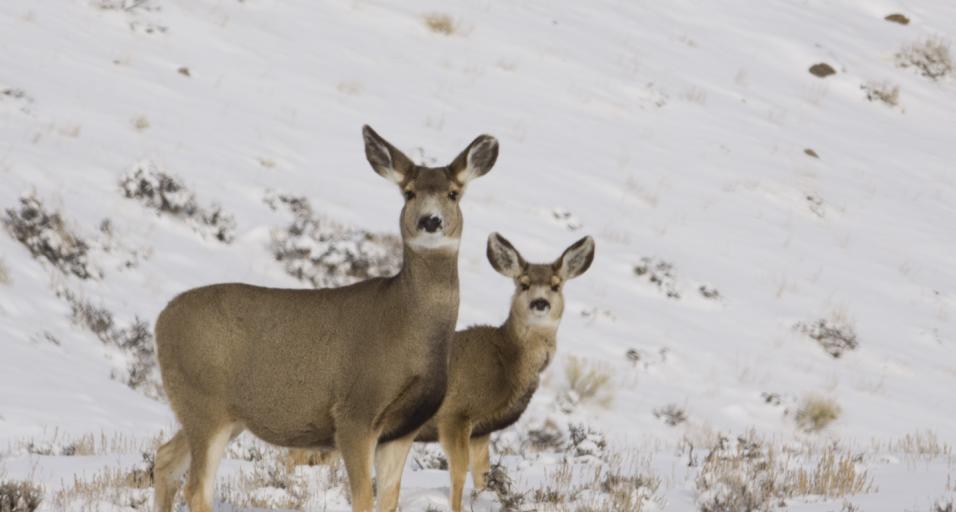 mule deer pair